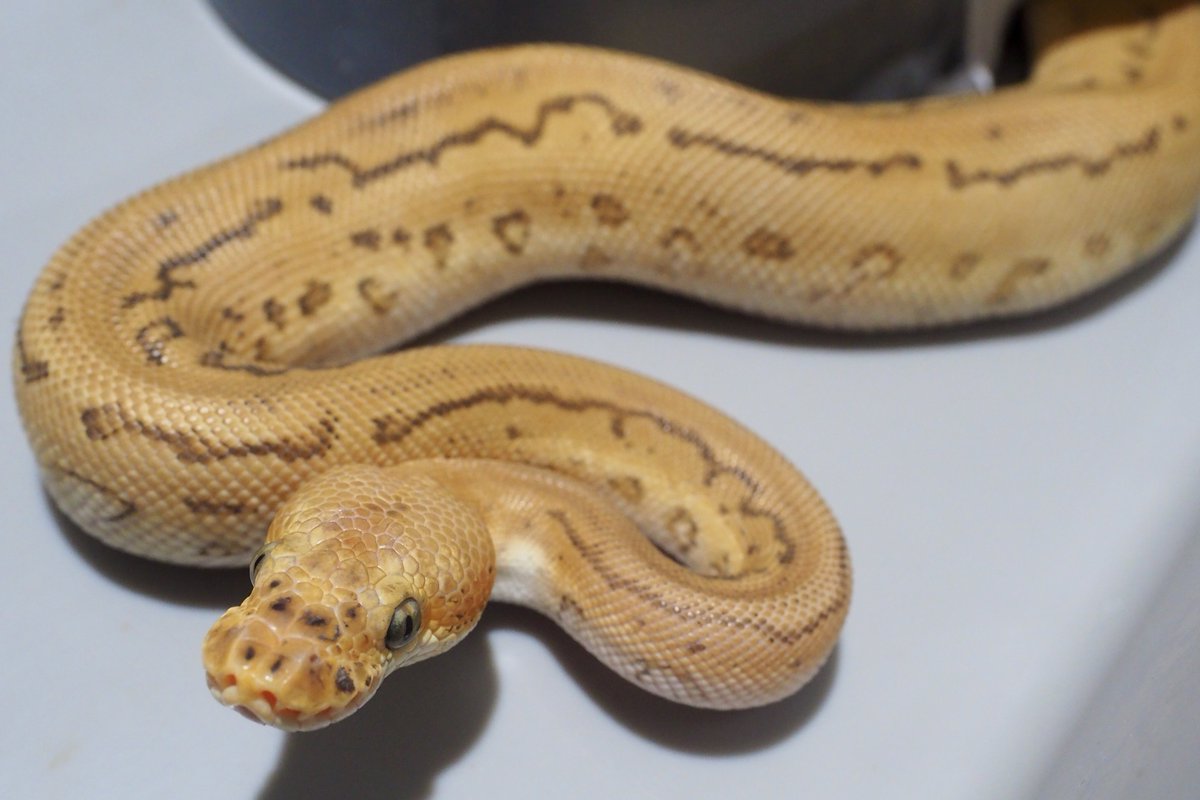 ぽりまとぺ tweet media