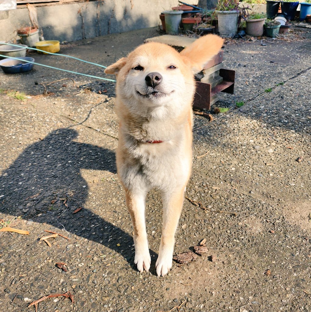 oskdgkmgkkk's tweet photo. 今朝撮った実家の犬でも、みんなに見せてやるか…。 https://t.co/jNHIadSskF