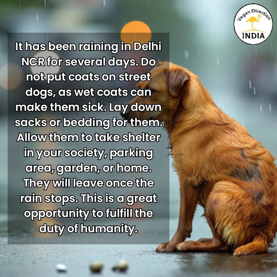 Don't put clothes on street dogs and use your privilege to serve others.
