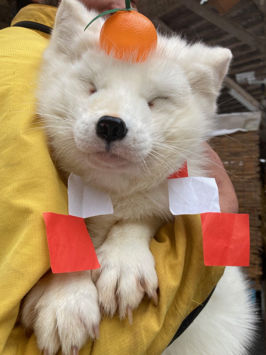 kon_fox_village's tweet image. もちもちハナコのかがみもち