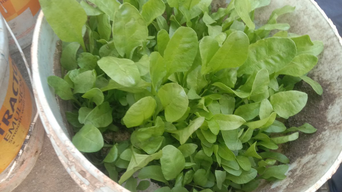 ProEarth Zero Waste (@proeartheco) on Twitter photo 100 school students collect 47 kg of plastic and harvest brinjals, chillies, beans and palak in their school gardens as part of Mahindra Green Schools program <a href="/life_spaces/">Mahindra Lifespaces</a> <a href="/KHFInora/">INORA (Know How Foundation)</a> <a href="/parisarasha/">Parisar Asha</a> 100 school students collect 47 kg of plastic and harvest brinjals, chillies, beans and palak in their school gardens as part of Mahindra Green Schools program <a href="/life_spaces/">Mahindra Lifespaces</a> <a href="/KHFInora/">INORA (Know How Foundation)</a> <a href="/parisarasha/">Parisar Asha</a>
