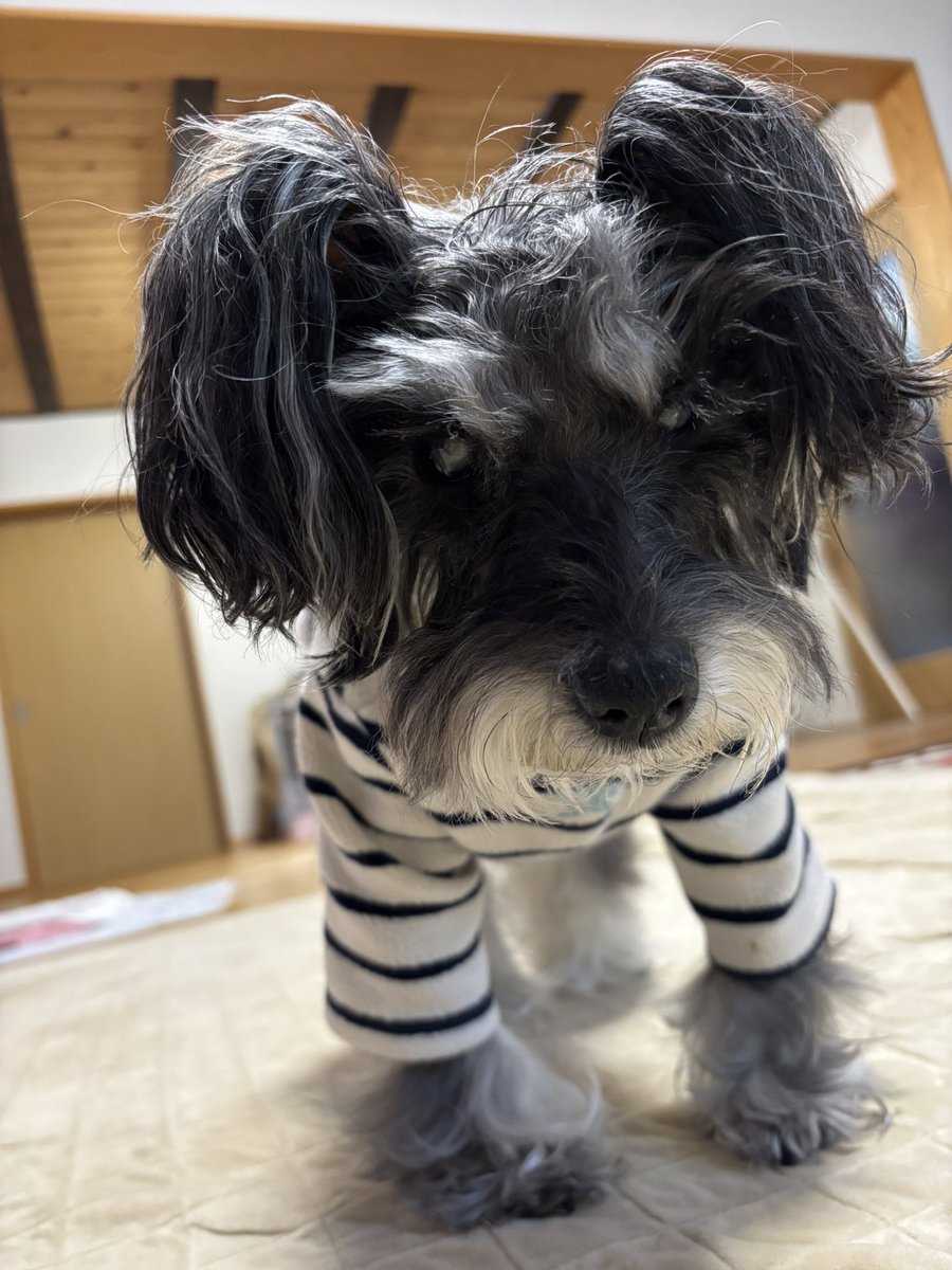 大掃除🧹終了☑️
黒豆煮えた☑️
お花生けた☑️

ちょっと休憩🤏😊

ミュウさんのオムツ、デザイン変わったけど、前のデザインの方がかわいかったなぁ〜😕　しかも厚さが薄くなってるし…コレも物価高のせい？
せめてデザインを前のに戻して欲しいわ😕
オシャレなデザイナーさんいないの？