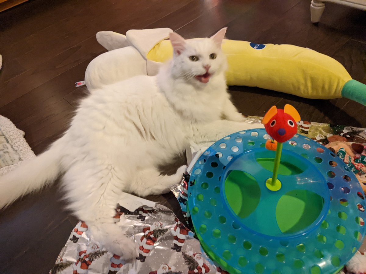 TinySkinny's tweet photo. 🚨🚨 BREAKING MEWS: Attenshin furends: Do you havs a speshil somewon yoo wood likes to sends a message to in Rainbow Bridge? 🌈 My BIG banana fone can call them fur yoo. Pweese post thare foto an a message below an I will makes sure thay get it. I will lets yoo no wen yoor message gets to them in Rainbow Bridge 🌈!!
Lubs, Eenie
♥️♥️♥️