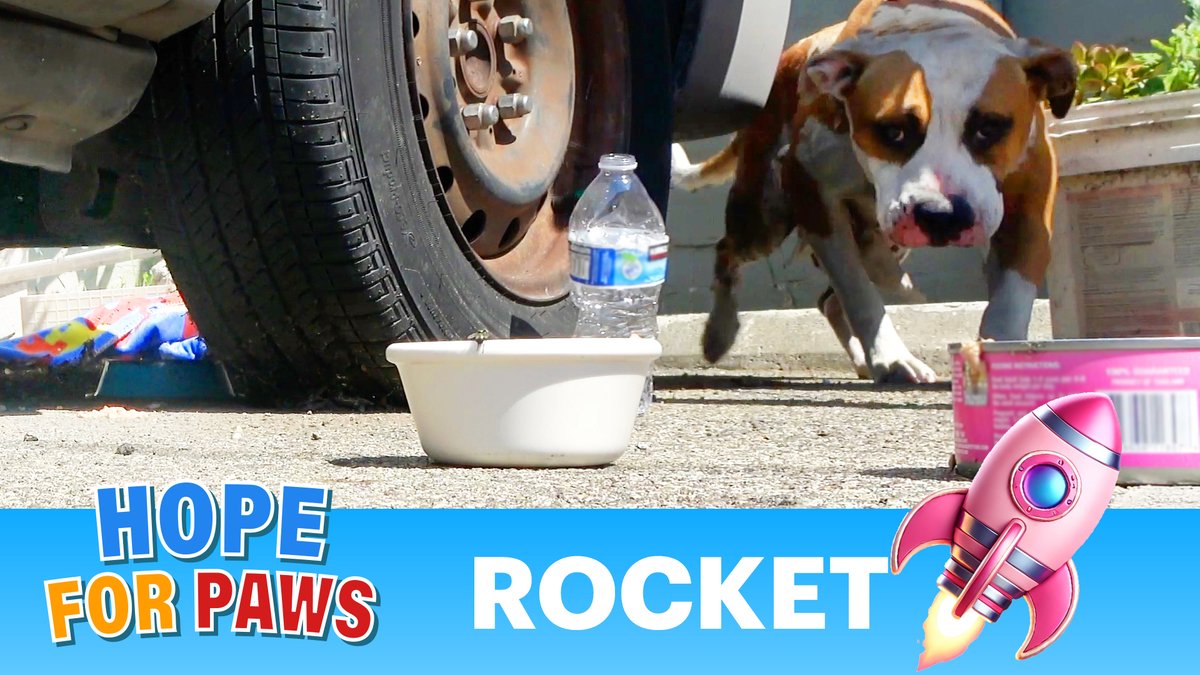 New rescue video: youtube.com/watch?v=cIKZu1… - tomorrow I will post the last one for the year, it will be EPIC! 😎👍