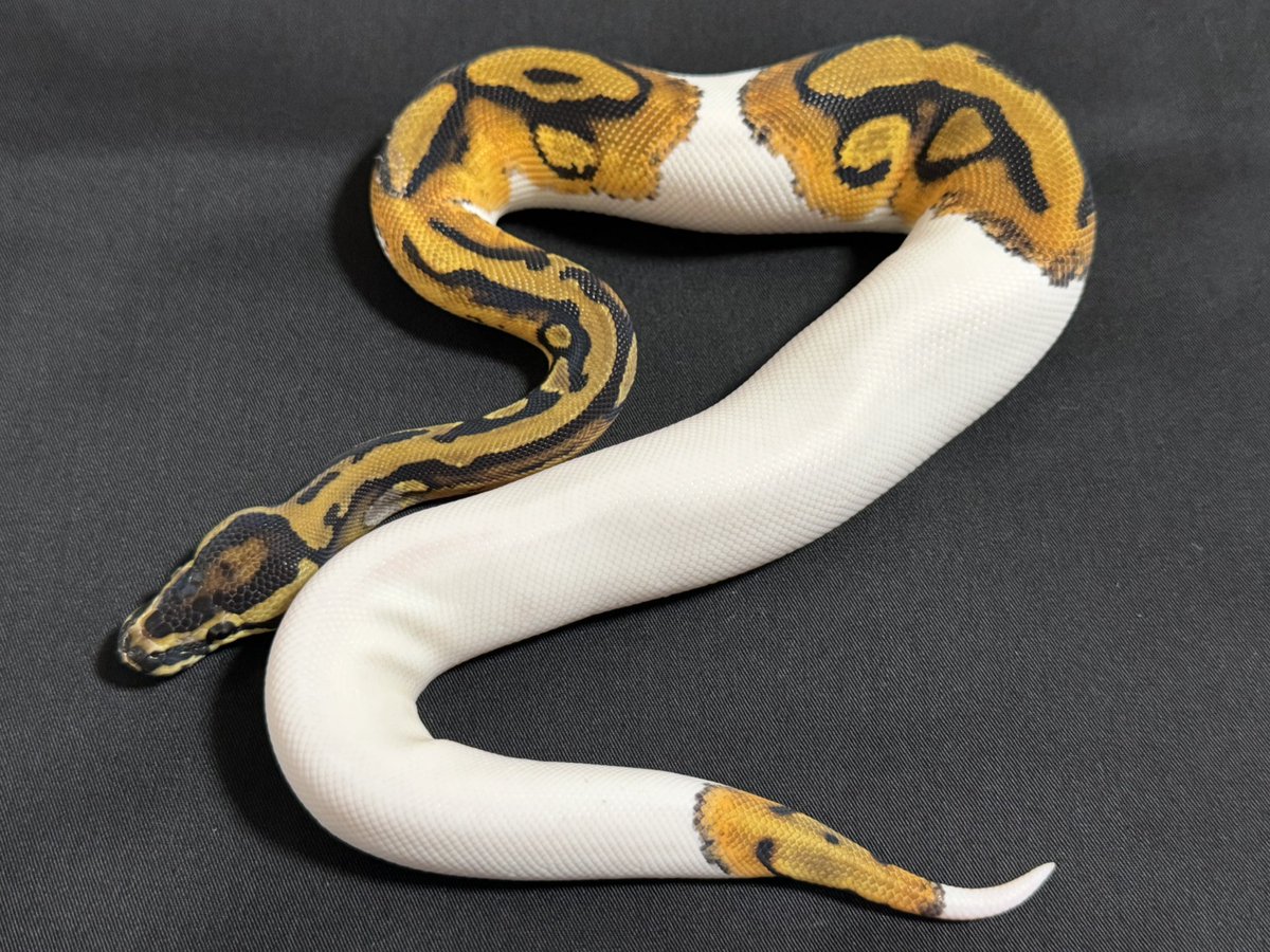 R&M Reptiles tweet media