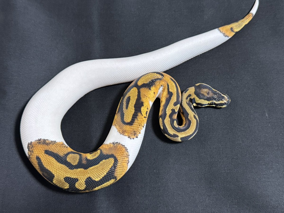 R&M Reptiles tweet media