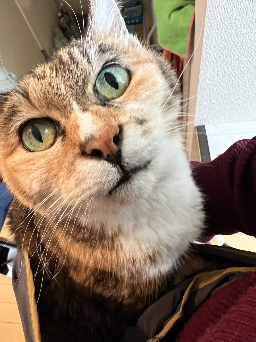 mariii_nyaaan's tweet photo. 家事してるとギャンギャン鳴くので対策案その1を実行
入る時ぎゃあぎゃあ言いつつもフィットしたらええやん？って顔してゴロゴロ言ってる🐱
#猫 #三毛猫 #ねこ #老猫会 #猫のいる暮らし #猫好きさんと繋がりたい https://t.co/y1tosQwFyS