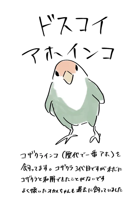コザクラです!うちのコザクラは死ぬほど噛むしわけわからん動きします

#返事ザメ 
https://t.co/v6V6JkyXIt 