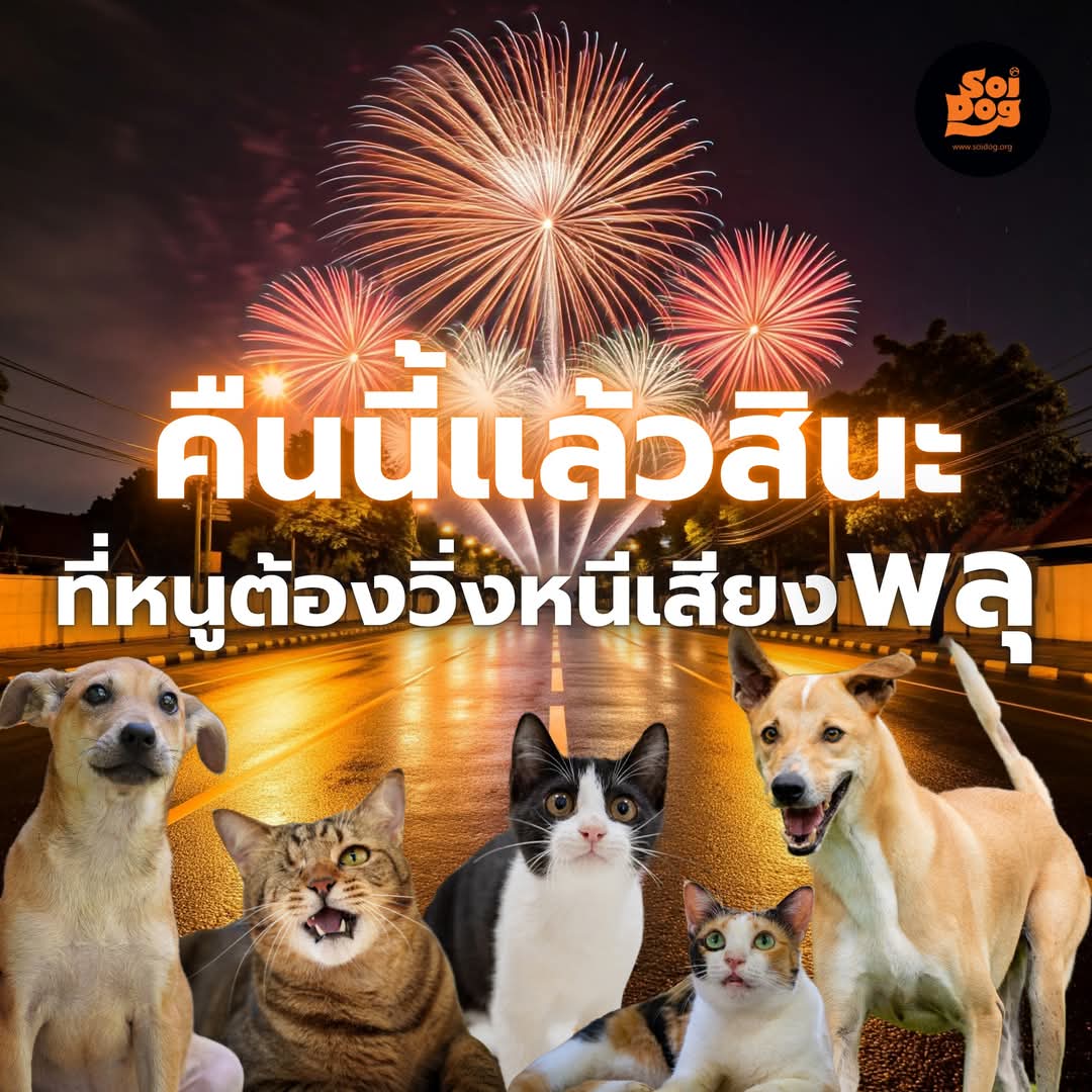 โปรดช่วยดูแลน้อง ๆ ให้ปลอดภัยจากเสียงพลุ
1. ให้น้องหมาน้องแมวอยู่ในบ้าน หาที่ปลอดภัยให้พวกเขาได้ยินเสียงพลุให้น้อยที่สุด 
2. ปิดประตูหน้าต่างอย่างมิดชิดเพื่อป้องกันน้องวิ่งออกจากบ้าน  
3. อยู่ใกล้ ๆ เพื่อให้น้องรู้สึกปลอดภัย
ร่วมฉลองปีใหม่ด้วยการดูแลน้อง ๆ ข้ามปีไปด้วยกัน 🐱🐶❤
