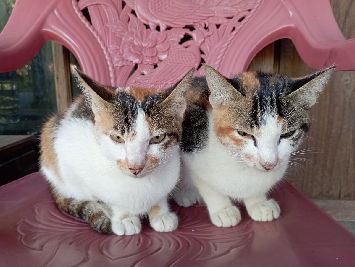 wahidariz's tweet photo. foto kemaren pagi
pagi ini udah ga ada
gapapa ya udah ga sakit lagi
maafin aku gabisa apa2
duo belang tiga 
si kiyowoooo https://t.co/XUifRuzwVE