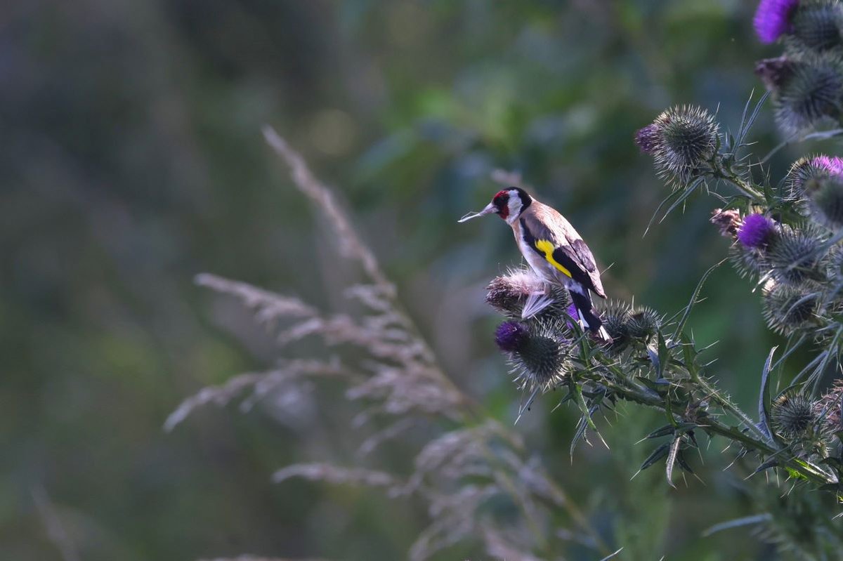 Spotted a European goldfinch / kōurarini (Carduelis carduelis) enjoying the New Year’s Eve buffet at the Manor Park Golf Sanctuary, Lower Hutt. Bird #67 in 2024.

#BirdsSeenIn2024 #NewZealand #birding #birdwatching