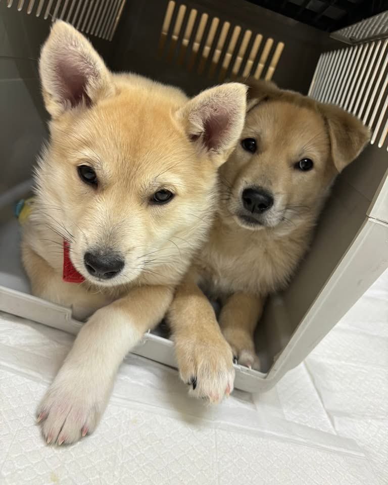 北海道十勝の動物保護団体|ティアハイム十勝 tweet media