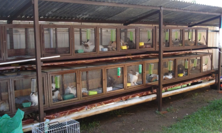 LeandreBaka2's tweet photo. 🌍 2024: A Year of Growth
This year, rabbit farming expanded globally. Did you know that Africa’s rabbit farming industry grew by 20%? Be part of this wave of innovation and opportunity. Let’s make 2025 even bigger. #AgriHopper #RabbitGrowth #GlobalFarming #OpportunityKnocks https://t.co/6s7BWx0cqp
