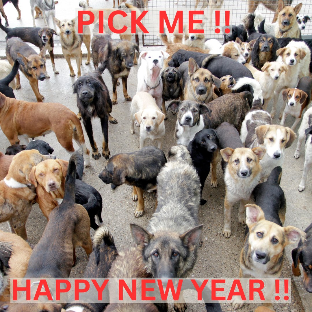 Street_Pups's tweet image. #StreetPups #SPUP

streetpups.org