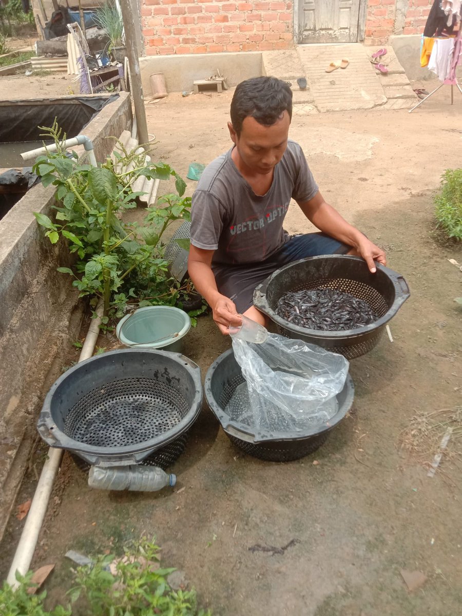 Fridudin tweet media