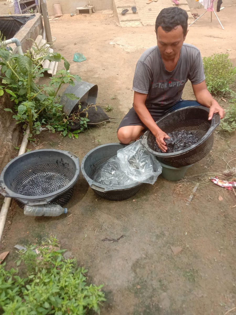 Fridudin tweet media