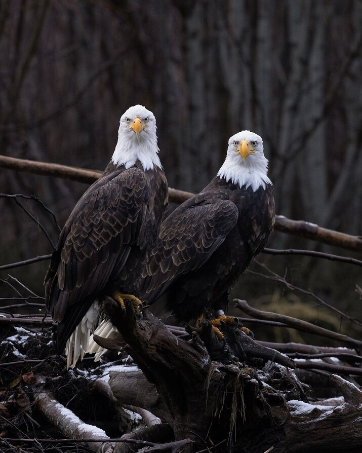 These two dashing eagles are like a symbol of nature's strength and assertiveness. 🦅🌲 Who agrees that they look like a pair of rangers?  #ProudoftheNature #PowerfulAndAuthoritative