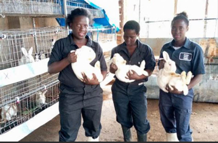 Ammantiax's tweet photo. “Success is not final, failure is not fatal: It is the courage to continue that counts.”– Winston Churchill
As the year ends, remember: Every challenge in farming teaches resilience. Let’s keep learning and growing together. #AgriHopper #HoppersForChange #RabbitWisdom #Resilience https://t.co/fRbgm1cboM