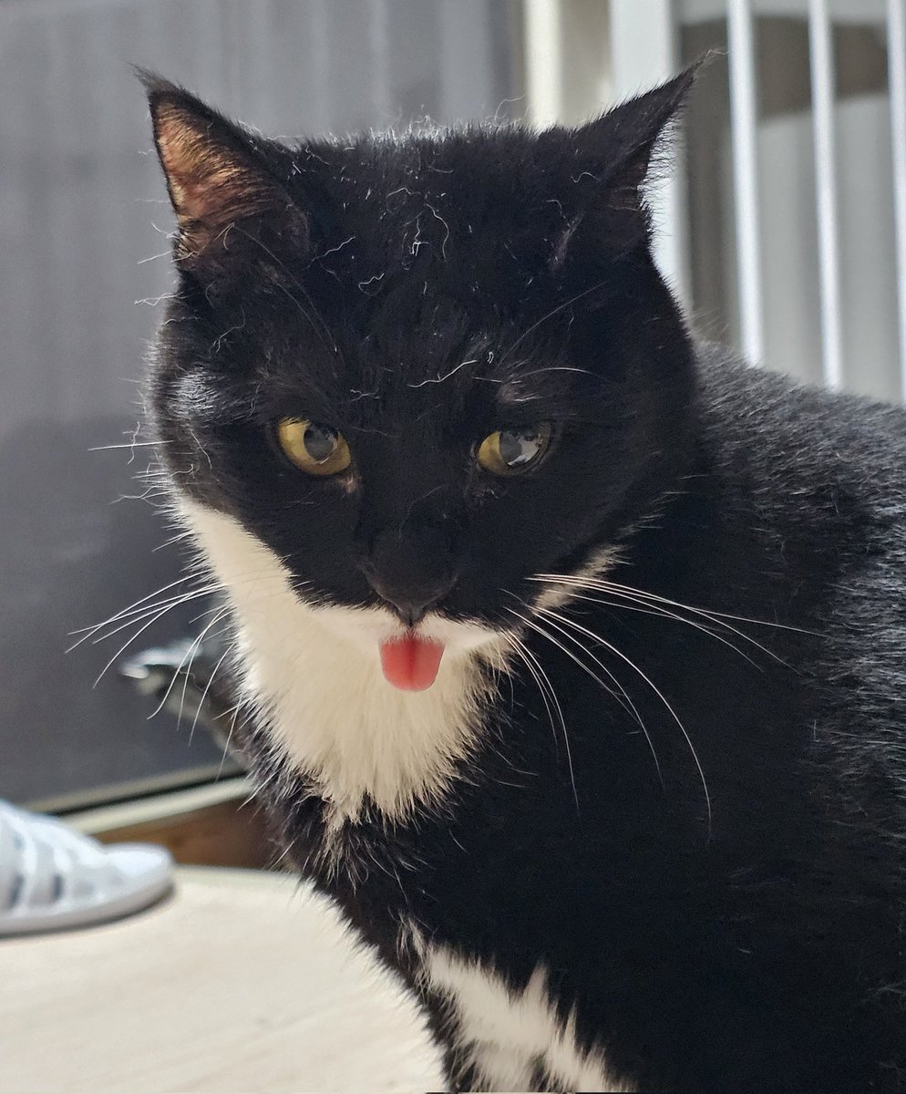 블루뱃지 드디어 달린 기념으로 우리집 애기😛😛