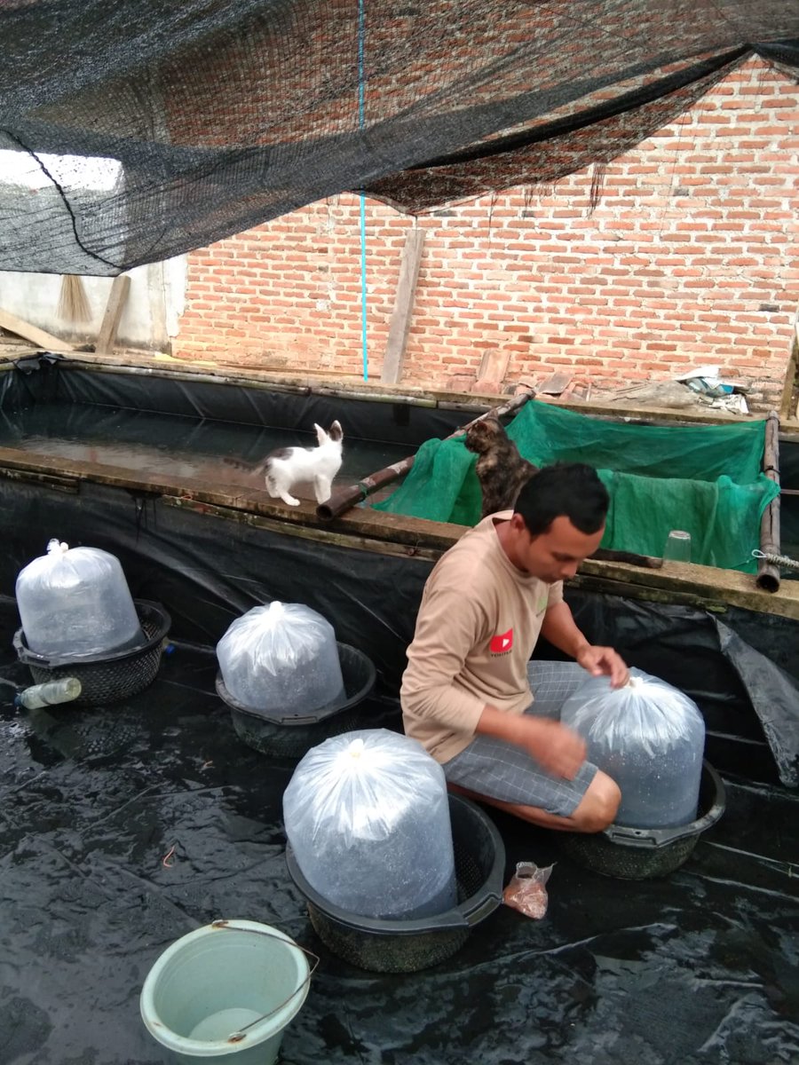 Fridudin tweet media