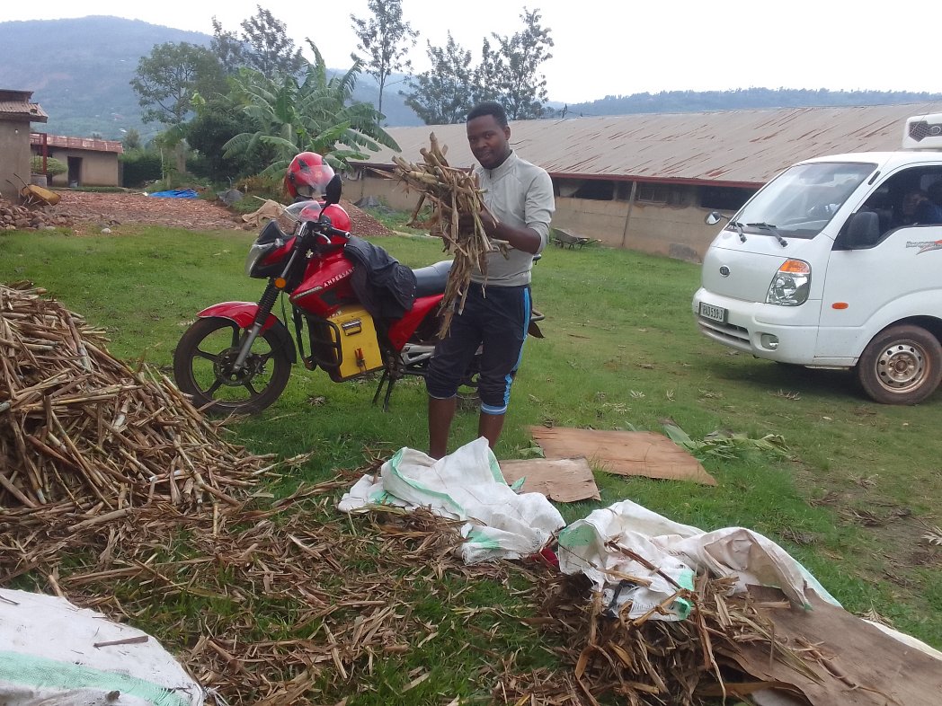 yesterday we hosted Chinese expert in mushroom farming Ruijin Zheng
  he told us the juncao grass hides the great secrets to overcome  poverty. We planted 5k  in <a href="/Nyamagabe/">Nyamagabe District</a> and 6k in <a href="/rulindodistrict/">Rulindo District</a> and 170 in <a href="/CityofKigali/">City of Kigali</a> for demonstration 

<a href="/RwandaGov/">Government of Rwanda</a> #terintambwemuhinzi
