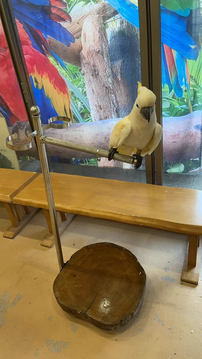 鳥楽園 on X: 