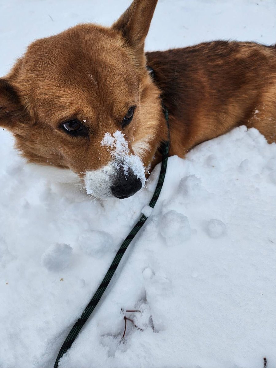 niiminorio1103's tweet photo. 埋もれるオカダ(コーギー)
OKADA buried in snow
#コーギー
#corgy
#今年もありがとうございました https://t.co/FrhtHvPS4B