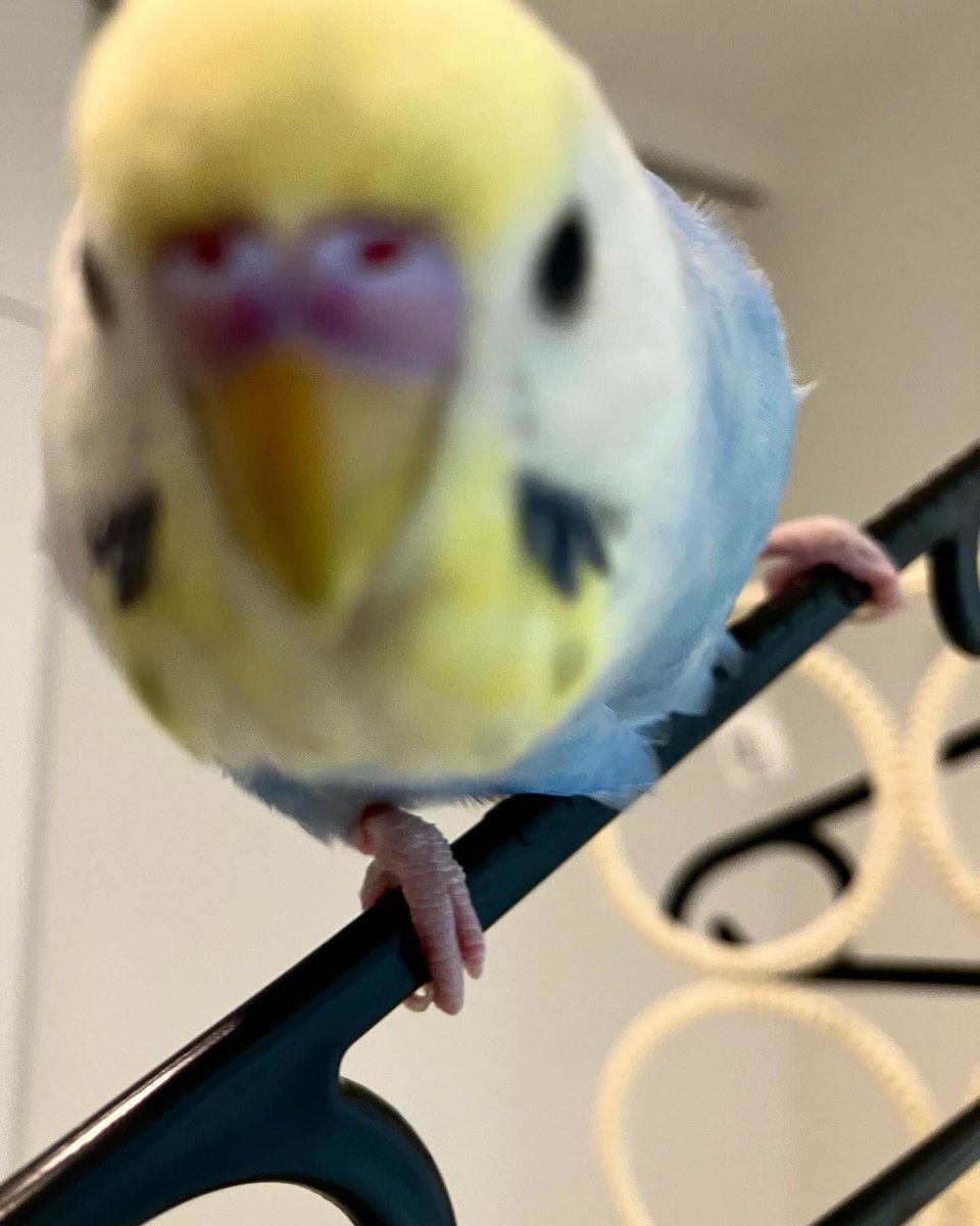 chimuty1's tweet photo. ラムネが迷子になり3ヵ月以上経ってしまいました。写真や動画を見るのはとてもつらいけどラムネを忘れない為にもしっかり見返します。見つけてあげられないまま年が終わりそうですが来年も些細な情報でも構いませんのでお待ちしてます。
＃愛知　＃緑区　＃セキセイインコ　＃青　＃黄色　＃迷子 https://t.co/EzJ65LoxmA