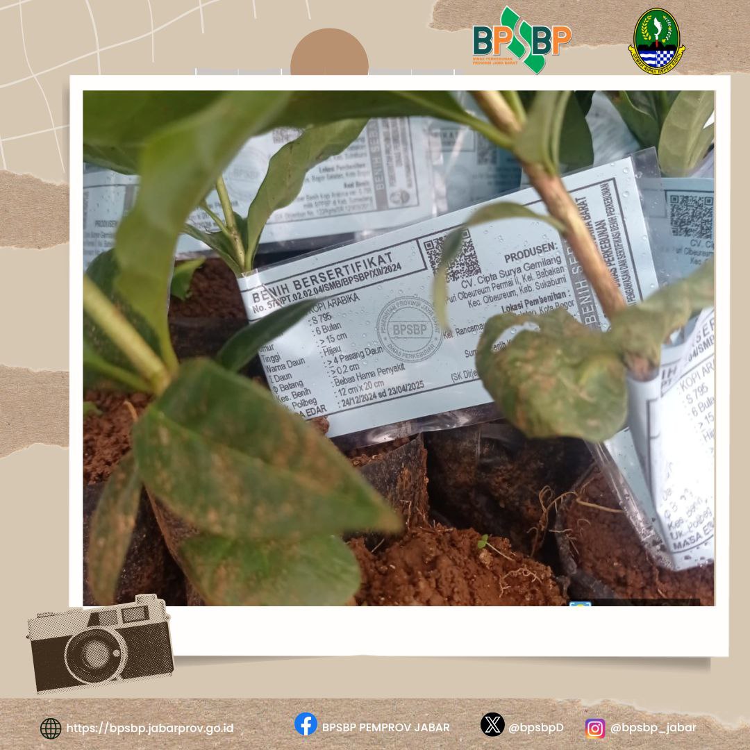 Sampurasun  #wargibun🌱

☕️🌱 Sertifikasi Benih Kopi Arabika di Rancamaya, Bogor Selatan 🌱☕️

BPSBP melaksanakan kegiatan sertifikasi benih kopi Arabika di Rancamaya, Bogor Selatan.