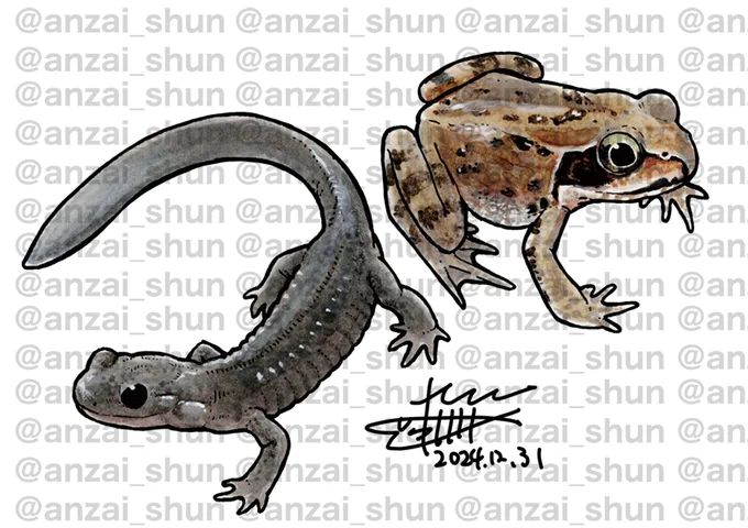 エゾサンショウウオ・エゾアカガエルの成体 