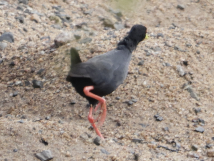 Bobby’s Bird Dex (@BobbysBirdDex) / Posts / X