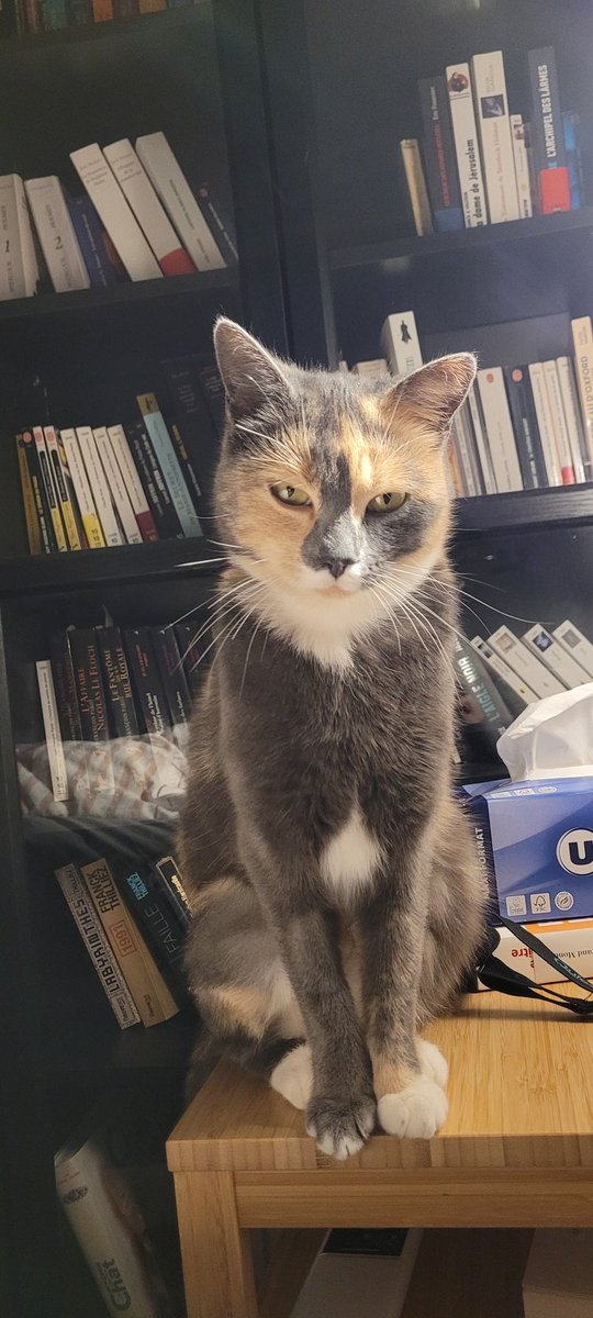 Debout Humaine, la pâtée ne va pas se mettre seule dans la gamelle !