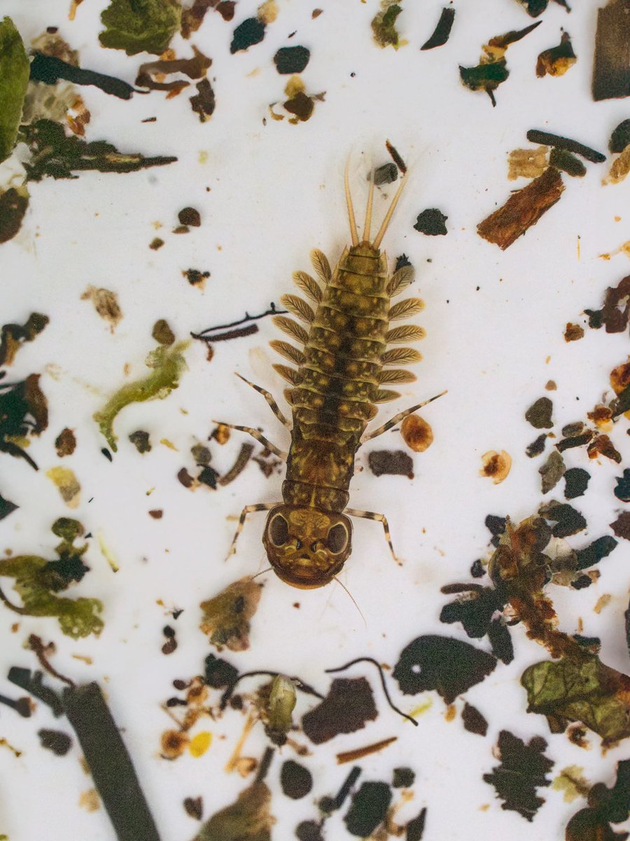 Brian Smith tweet media