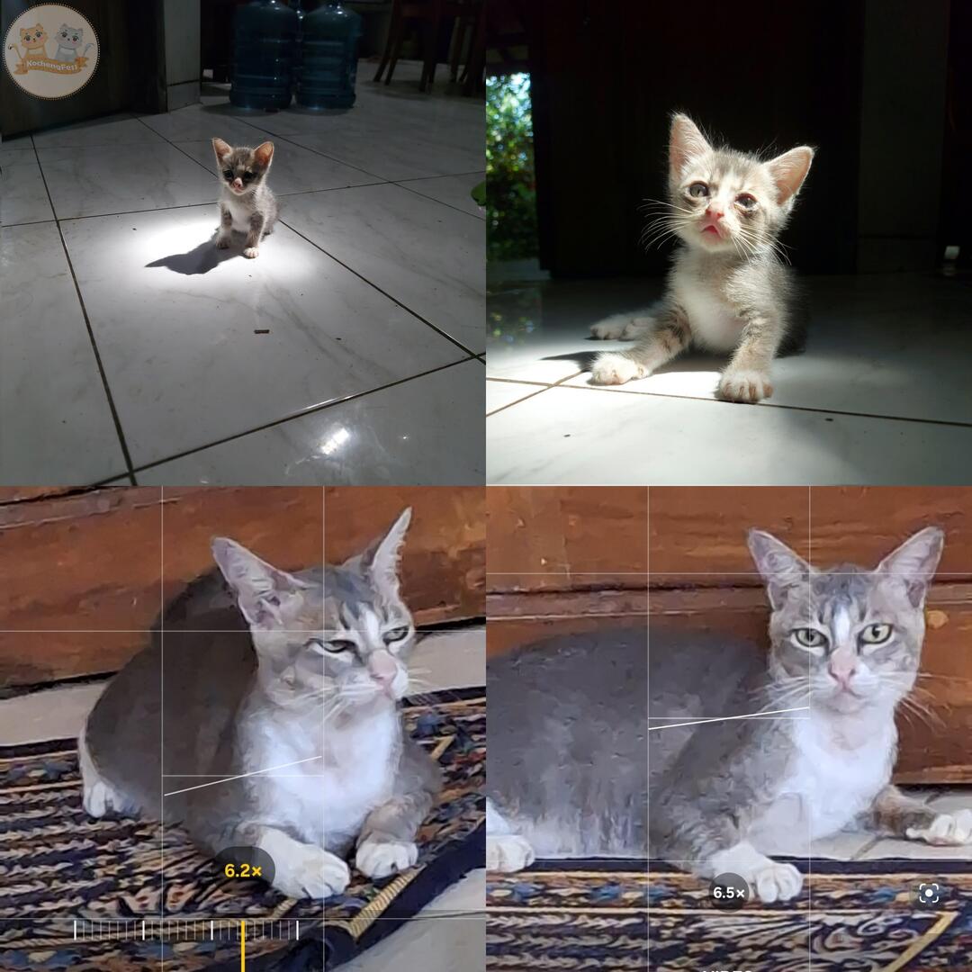 kochengfs's tweet photo. pap anak 🐈 kalian pas masih sebiji kacang sampe pas dia sudah jd kacang lupa kulit dong 😊 https://t.co/pX8FsRtJVg