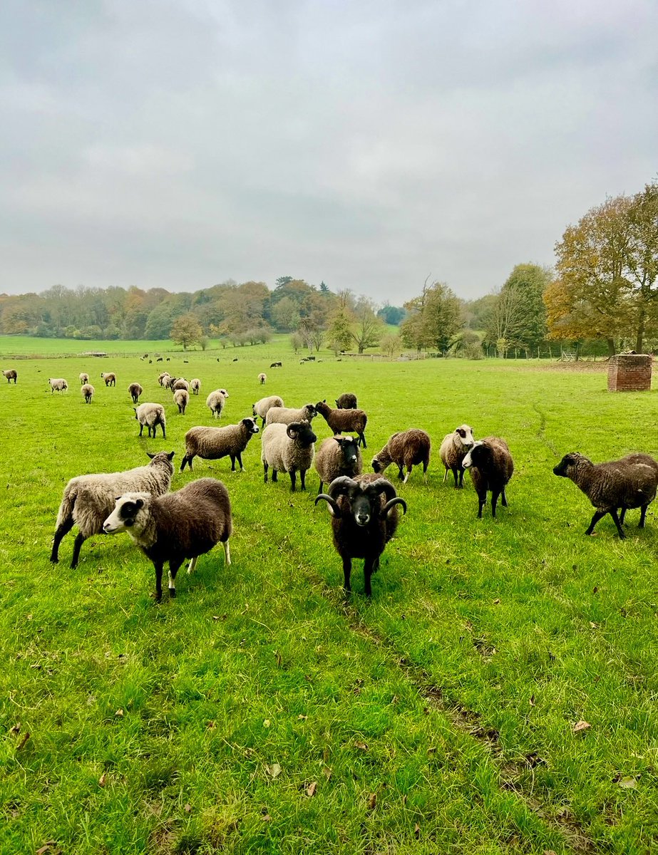 HoovesTails's tweet photo. 🐑 2024 Recap: A Year at the Sanctuary🐐

💔Said goodbye to Finley, Larry, &amp; Tyrion 
🩺 Managed flock health, from allergies to specialist care.
⛈️ Weather challenges: Storms &amp; flooding.
🍎 Local food bank donations for the animals
❤️ Thank you to our incredible supporters! 🙏 https://t.co/JMin6KZmMg