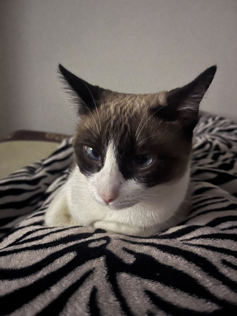GuillermoSanda2's tweet photo. @twaniimals https://t.co/a4OADMmBgg