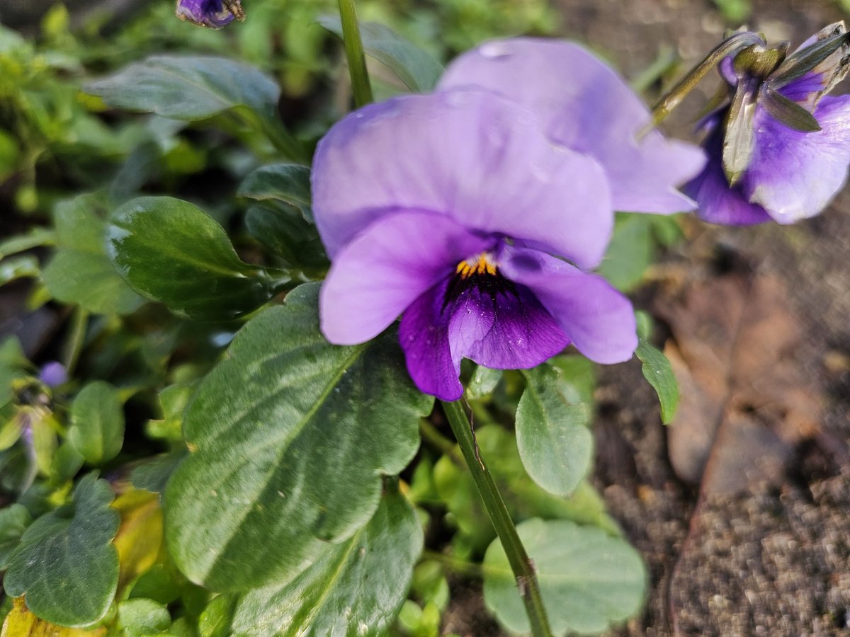 Gada pēdējā dienā sūtu sveicienus no dārza, saviem zvēriem un pašas.  Lai miers virs zemes, lai miers sirdis un prātos! Lai prasme darīt gudri un tālredzīgi (politiķiem obligātas šaha nodarbības), lai gudrība nedegt, kur nevajag, un māka mīlēt, pamanīt skaistumu niekos vairojas!