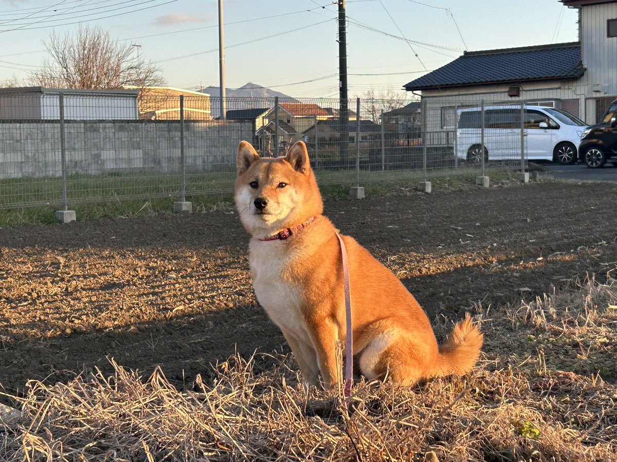mokuest's tweet photo. 散歩納め！ https://t.co/WR8gnaLaWJ