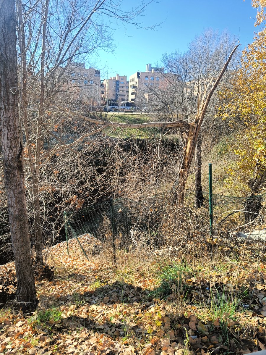 #sanse #cauces #libres #confederacion #hidrografica <a href="/sansecomunica/">Ayuntamiento de San Sebastián de los Reyes</a>