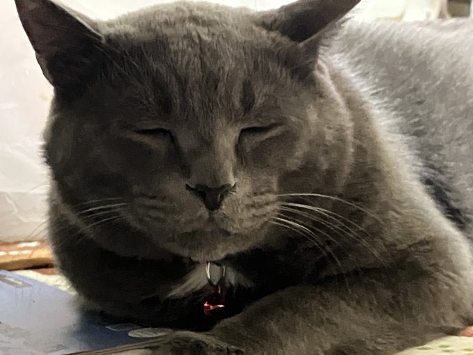 すやりんこオールグレイトねこし 