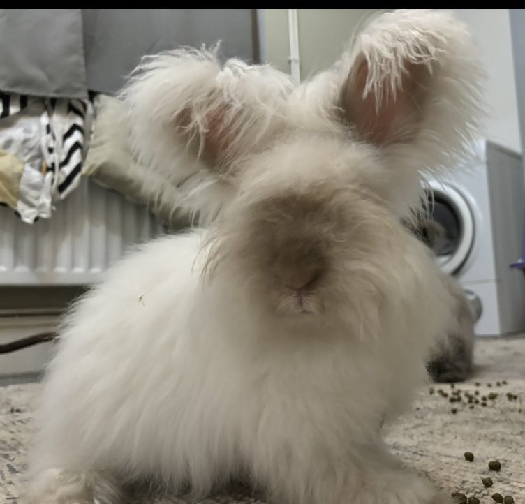 Bruce has dared me to try and hit 5k followers before midnight. 
If we do I’ll show you his new haircut 🤣🤣🤣