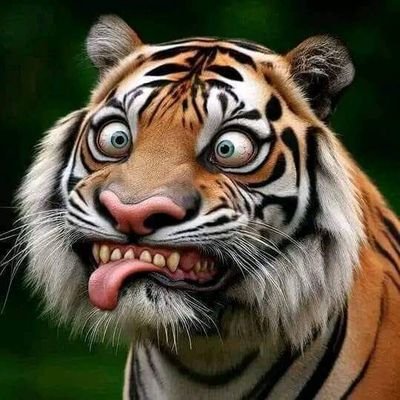 OjolNyambi's tweet photo. MACAN TEPAR
PIDATO MENGGELEGAR
MENGHADAPI MULYONO MENGGELEPAR !!!
#HakimKorupHarusMati 
#JokoWidodoPengkhianat 
#TurunkanPaksaFufufafa https://t.co/fISCafTm06