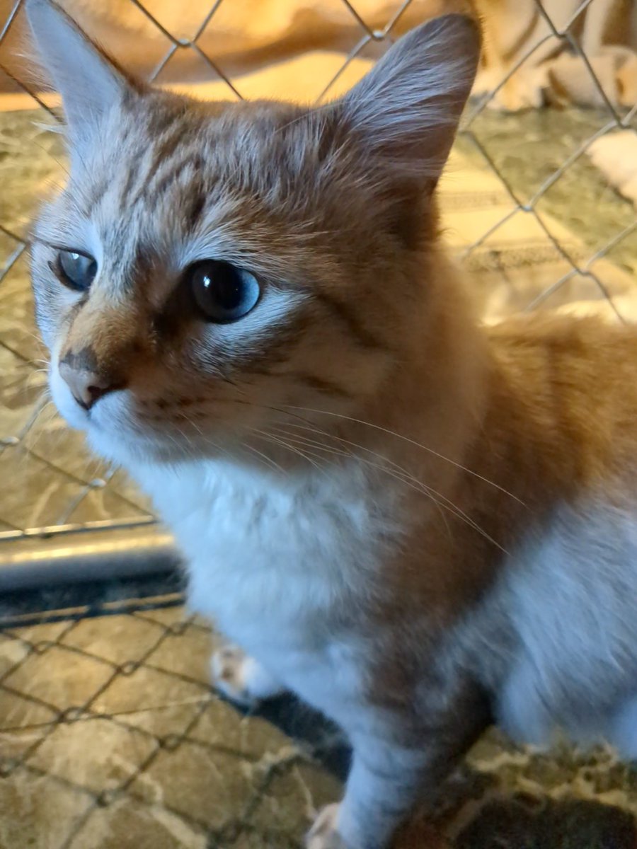 cocco3673's tweet photo. 一誠さん家のかわいいネコちゃん、ジェシーちゃんです✨😺✨いつも元気をたくさんありがとう☺️92CITYでのイベントは私にとってとても素敵な思い出となりました🙌本当にありがとうございました🙇一誠さん•パパ澤さん•動物ちゃん達と皆様で素敵な新年をお迎え下さい✨😇✨
#92CITY
#國澤一誠 さん https://t.co/5M7YPpPEIb