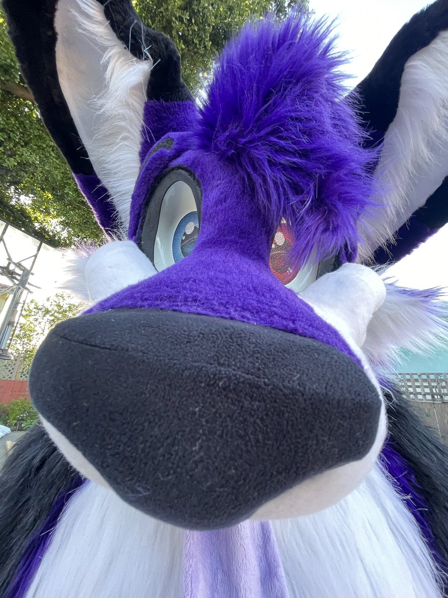 NWusky's tweet photo. For the last #MorefurlessMonday I wanna thank my friends and those I also call my family for the stories and journeys we went through this year! I’m so grateful to have such amazing people around me. Hope to make many more next year! 💜🐾
🧵: @MoreFurLess &amp; @DelishDisguises https://t.co/eab3E0h7cW
