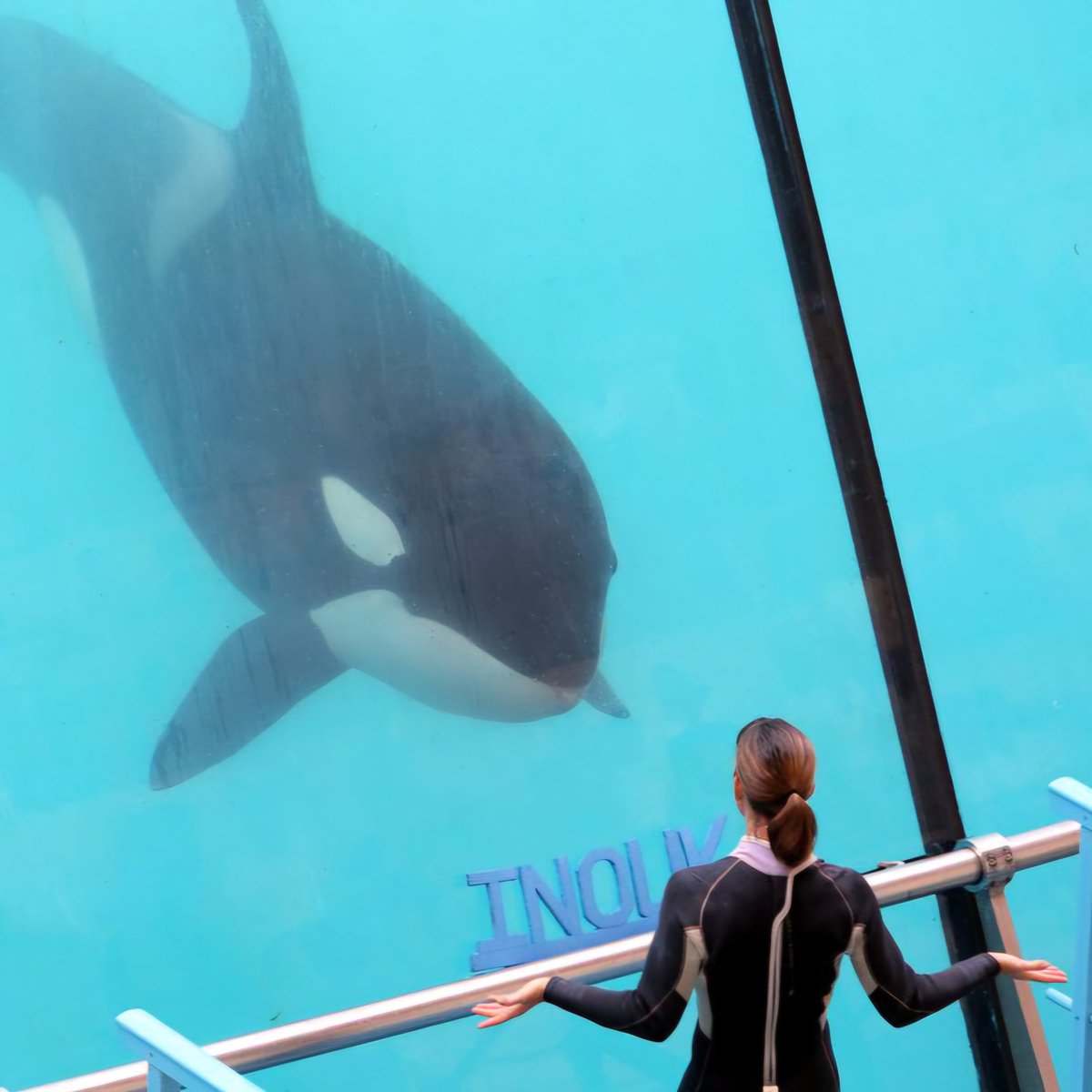 🇫🇷🐬 LA ERA DE LOS ESPECTÁCULOS CON CETÁCEOS LLEGA A SU FIN EN FRANCIA

El icónico parque marino Marineland d’Antibes, ubicado en la Riviera Francesa, anunció recientemente que cerrará sus puertas en enero de 2025, marcando un hito en la transición hacia un mundo sin espectáculos