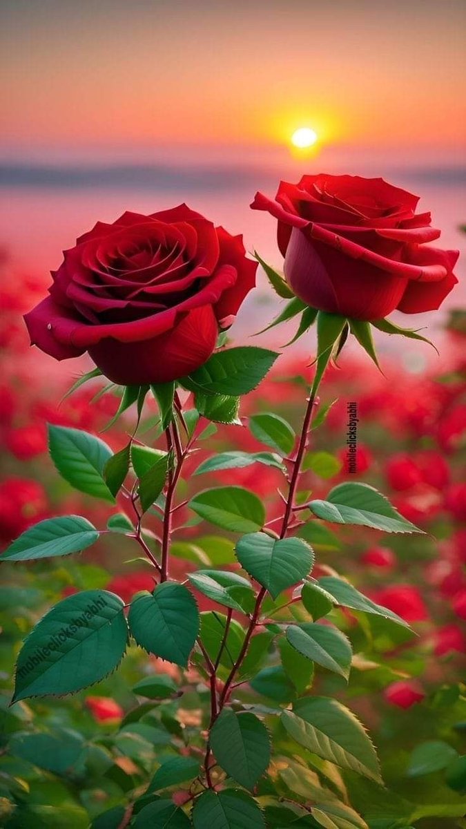 Asslamu alaikom 
My,dear x mates 
Stay connected 
Good afternoon