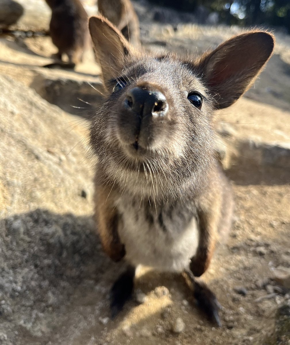 今年も姫センにご来園いただきありがとうございました！

よい年をお迎えください😄✨

#姫セン　#ワラビー