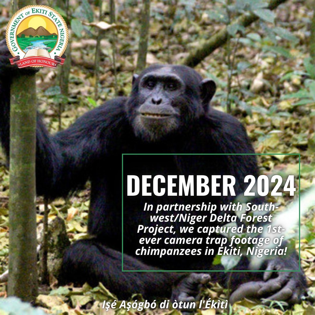 #2024yearinreview
In December, with the partnership of <a href="/SWNigerDelta/">SW/Niger Delta Forest Project</a>  we captured the first-ever camera trap footage of chimpanzees in Ekiti, Nigeria!
