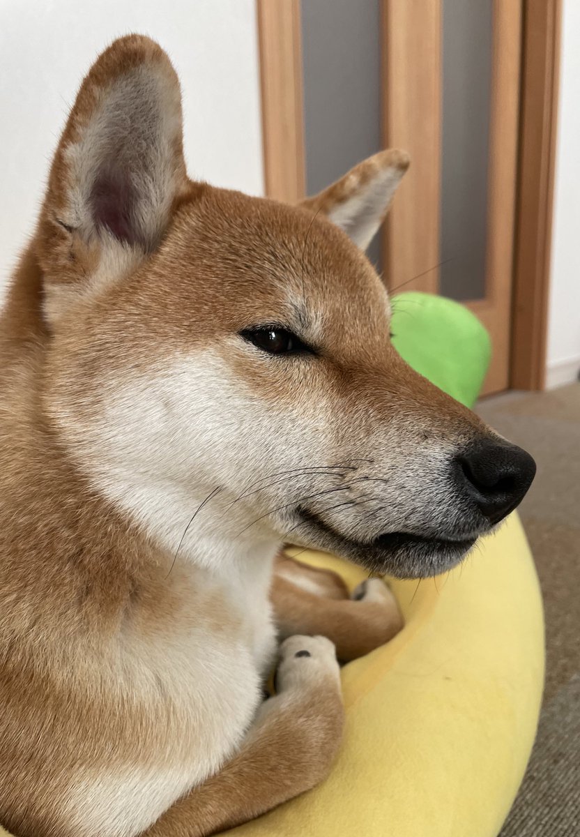 なんかお口変だよ？🤣

#柴犬大好き #柴犬がいる暮らし　#柴犬 #柴犬のいる幸せ #柴犬のいる生活　#柴との暮らし  #柴犬との暮らし #リンパン　
#柴犬が好きすぎるで使っていいよ