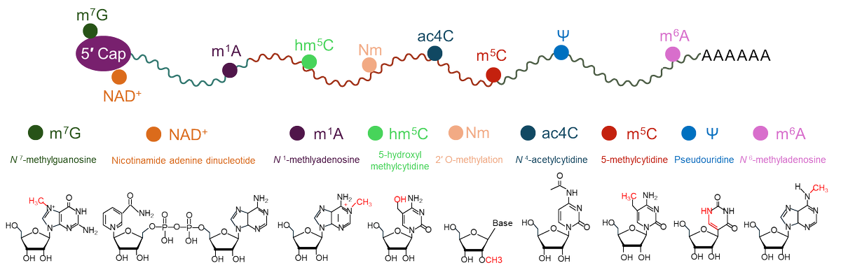 MPlantPCom's tweet photo. RNA modifications in plant biotic interactions #review #PlantCommunications https://t.co/zOQPuoeeM4 https://t.co/zKyp2E6rQw